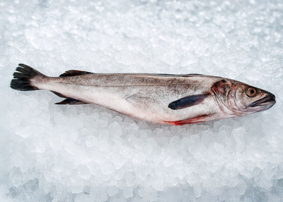 anthartic whitting 5x7