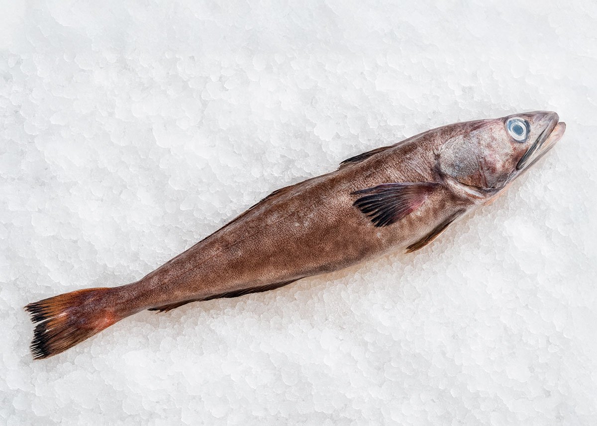 bacalo de profundidad entero 5x7