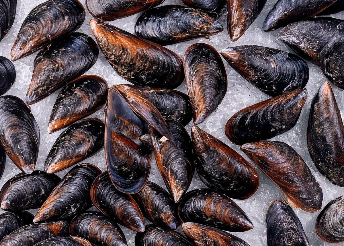 mejillon cerrado 5x7