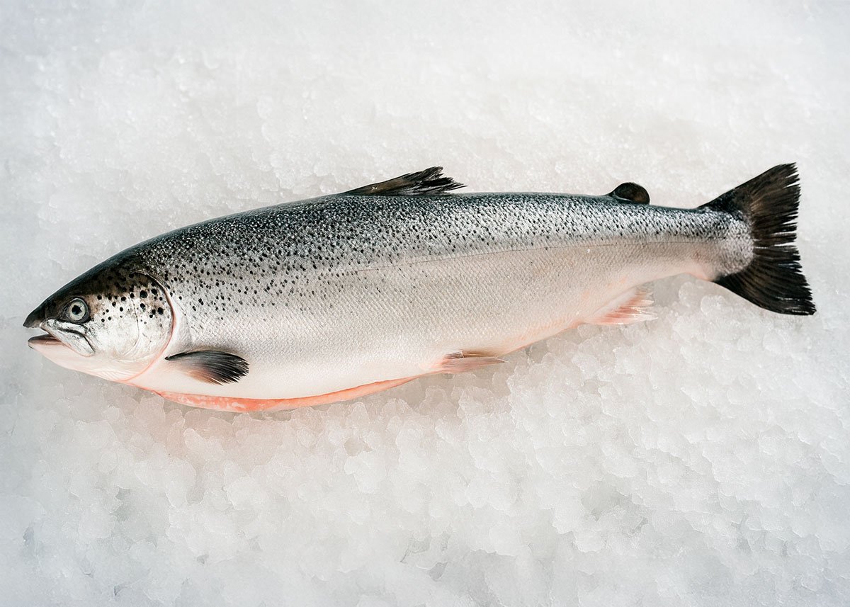 salmon atlantico entero 5x7